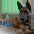 R.A.D.A.R.: ბიონიკური ძაღლი